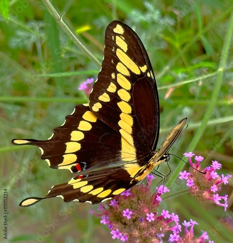 Giant Swallowtail Butterfly