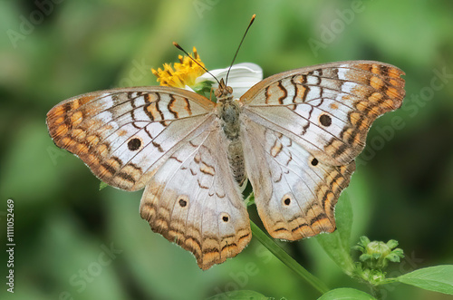 White Peacock Butterfly