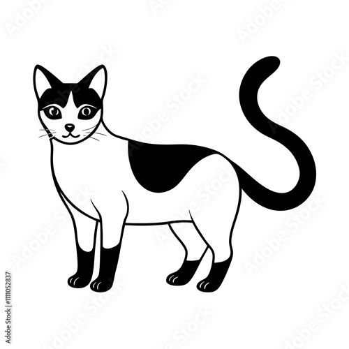 black and white cat