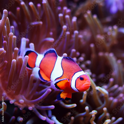 fish in aquarium