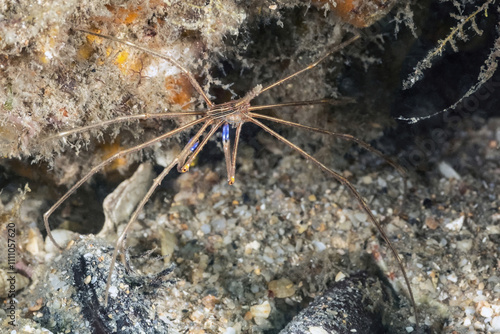 Yellowline Arrow Crab (Stenorhynchus seticornis), Blue Heron Bridge, Riviera Beach, Florida photo