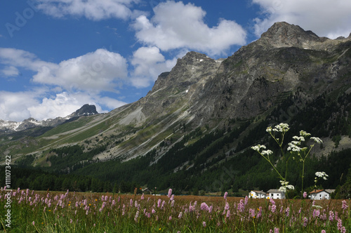 Swiss alps: The flora around the glacier-lake 