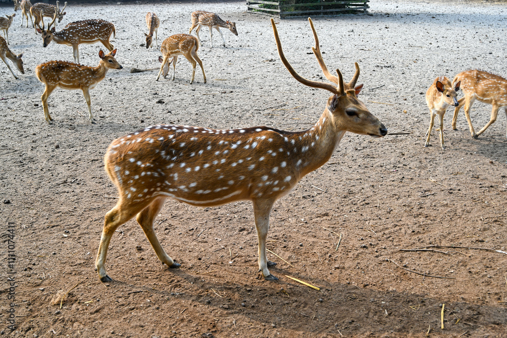 sika deer in zoo. Spotted deer in the wildlife sanctuary / beautiful young spotted deer animals wildlife eating grass,
Other names Chital, Chital, Axis deer sika deer in zoo. Spotted deer in the wildlife sanctuary / beautiful young spotted deer animals wildlife eating grass,
Other names Chital, Chital, Axis deer