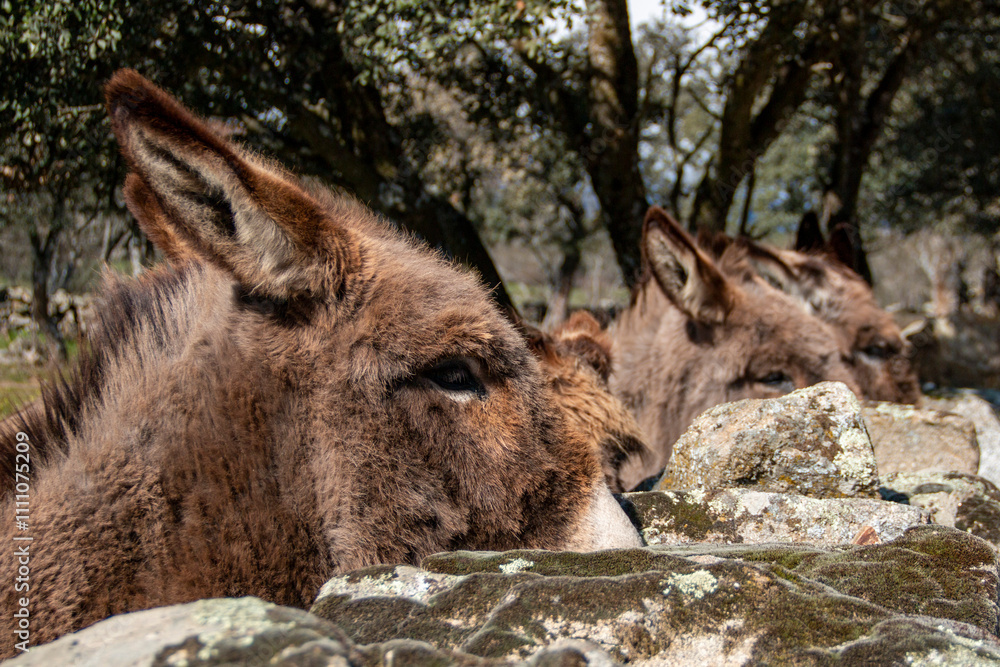 Fototapeta premium Free donkeys in their pasture looking at the camera