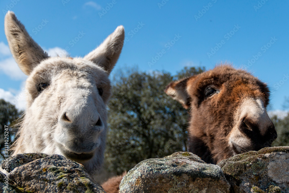 Obraz premium Free donkeys in their pasture looking at the camera
