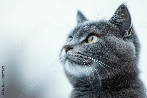 Gray Cat Gazing Pensively In Snowy Weather