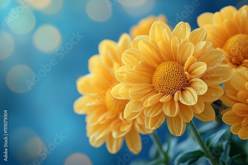 Golden Chrysanthemum Flowers Blooming Beautifully Against Blue Background