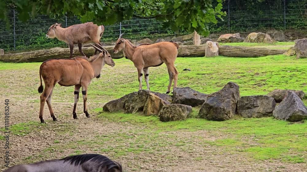 Antelopes in front of rock formation and grazing on a meadow Antelopes in front of rock formation and grazing on a meadow