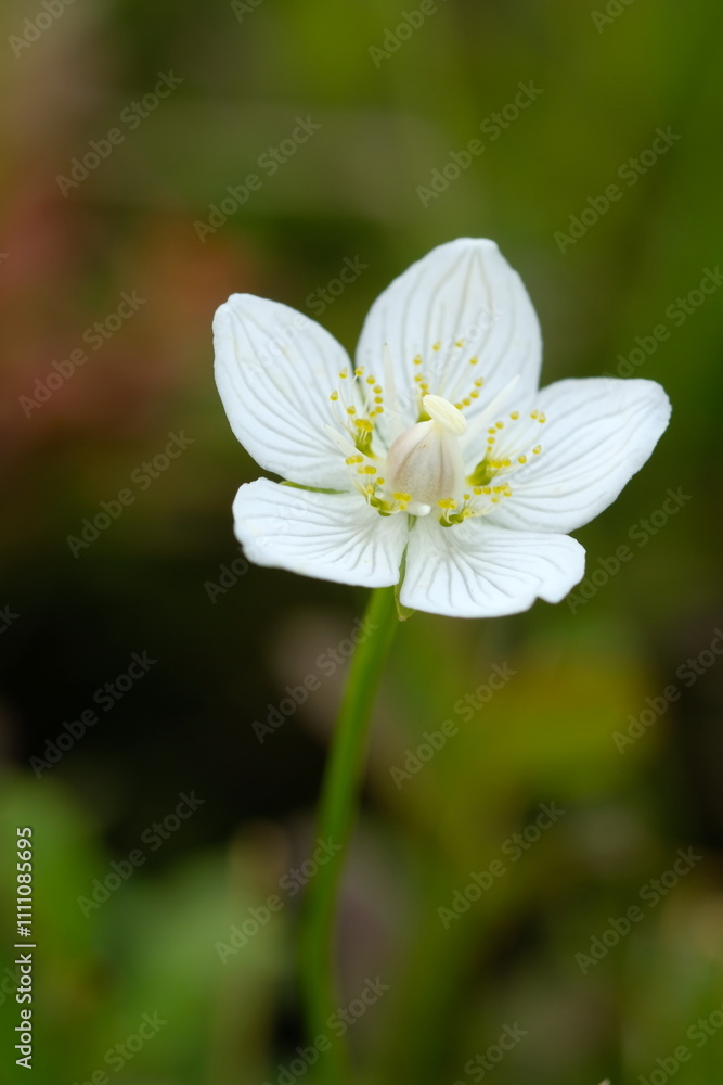 Anemone photographed close-up on a blurred background. Anemone photographed close-up on a blurred background.