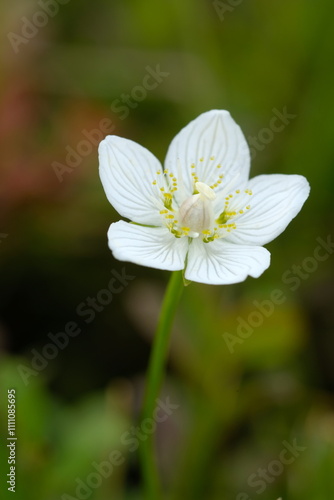 Anemone photographed close-up on a blurred background.