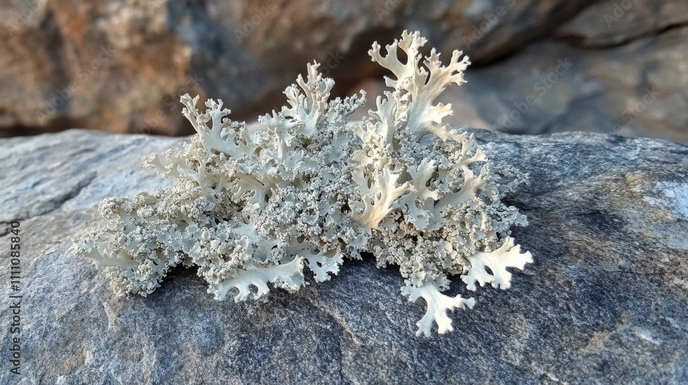 A cluster of pale gray lichen growing on a gray rock A cluster of pale gray lichen growing on a gray rock