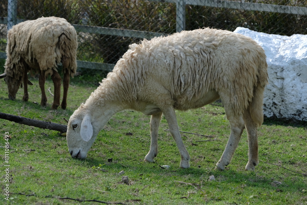 A sheep grazing peacefully in a lush field. A sheep grazing peacefully in a lush field.