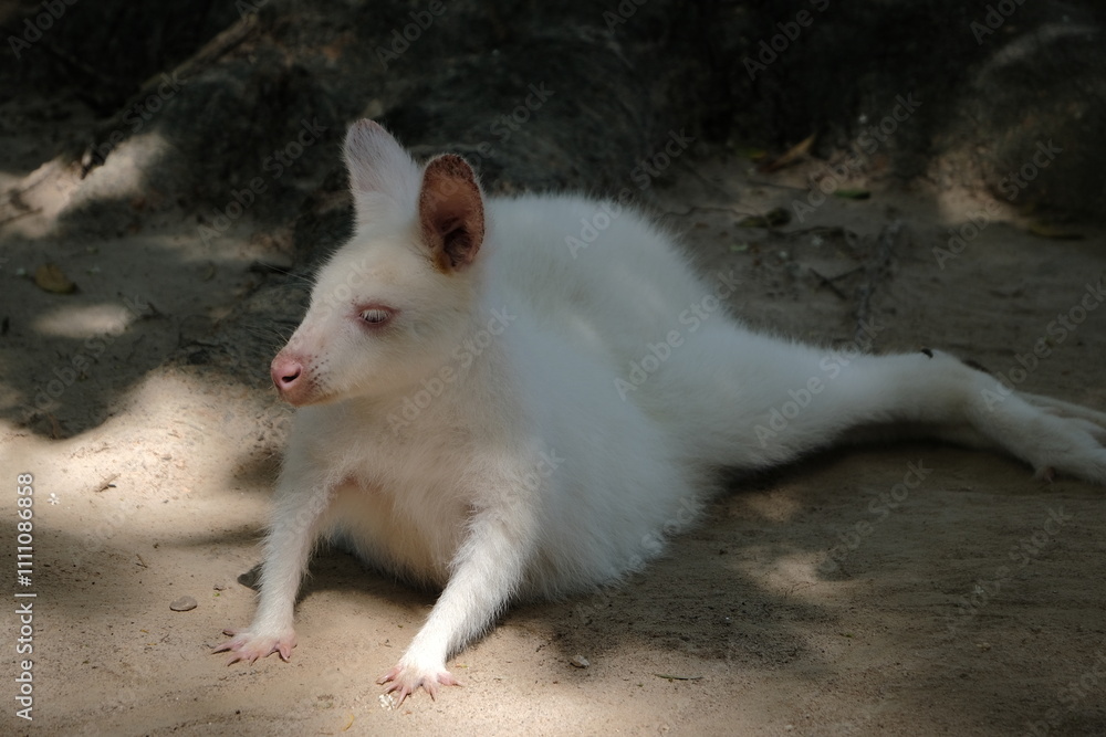 Adorable white kangaroo relaxing on the ground. Adorable white kangaroo relaxing on the ground.