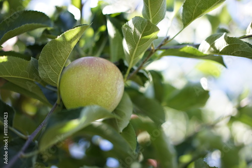 apple on tree