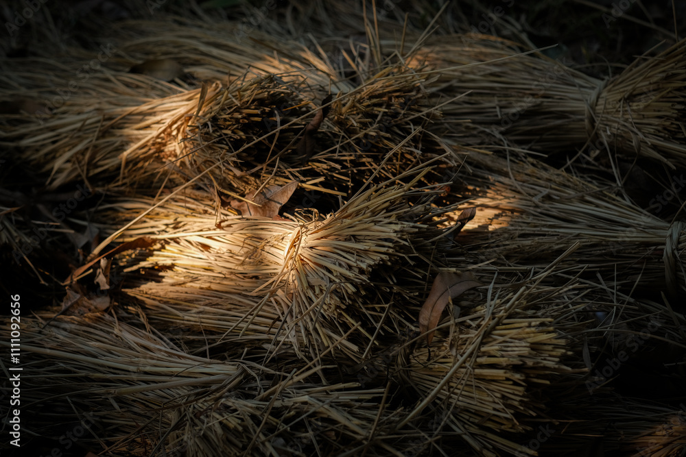 Nature's straw captured in golden light. Nature's straw captured in golden light.