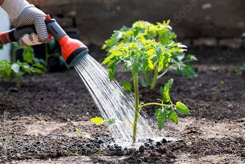 Care of tomato plant during the dry season