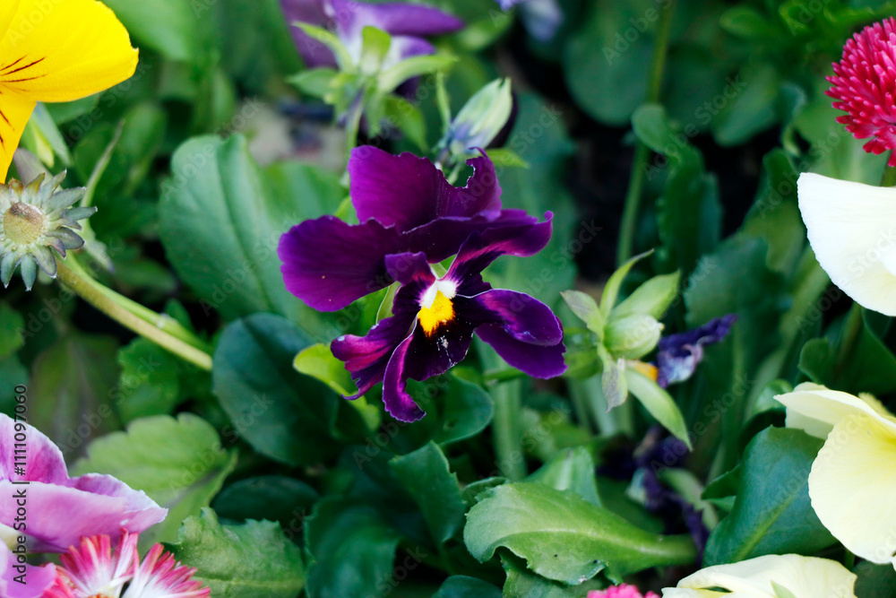 violet orchid flower in a garden close up violet orchid flower in a garden close up