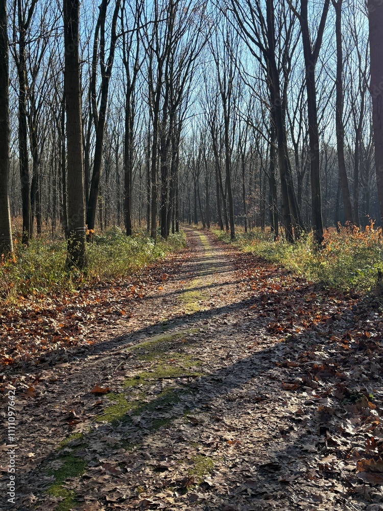 Wald im Herbst Raureif Wald im Herbst Raureif