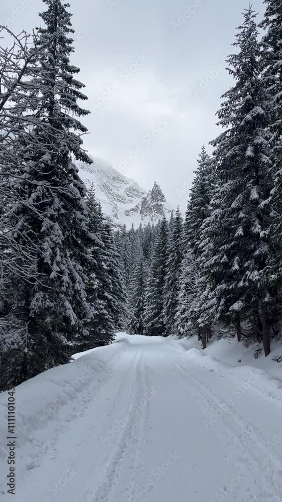 snow-covered road in the forest between tall trees overlooking the mountains snow-covered road in the forest between tall trees overlooking the mountains