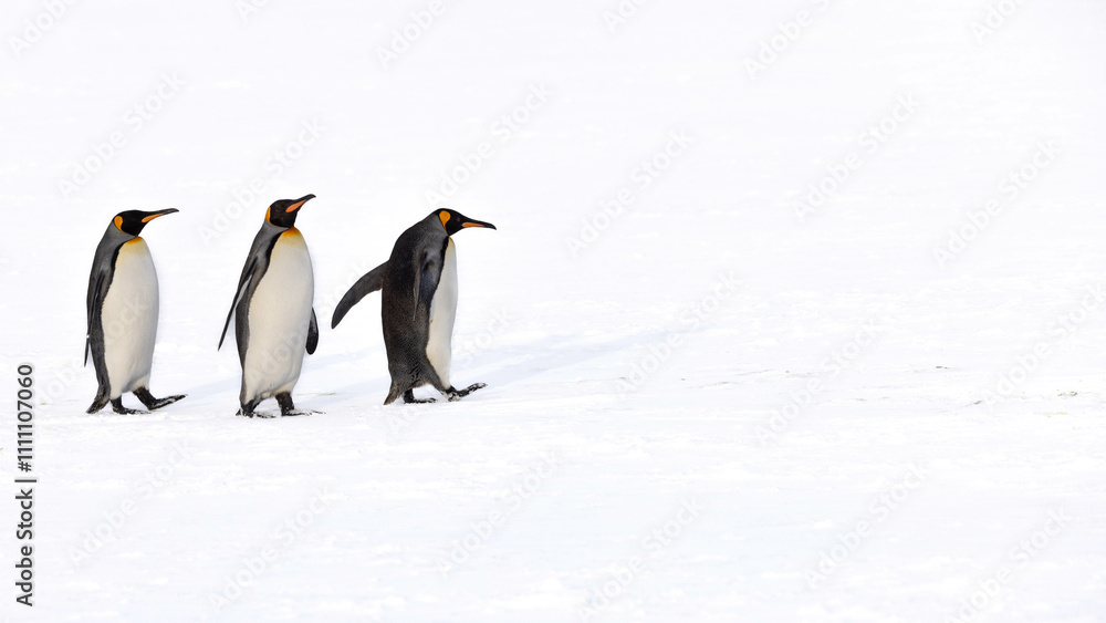 Fototapeta premium King Penguin in South Georgia Island and Falkland Islands