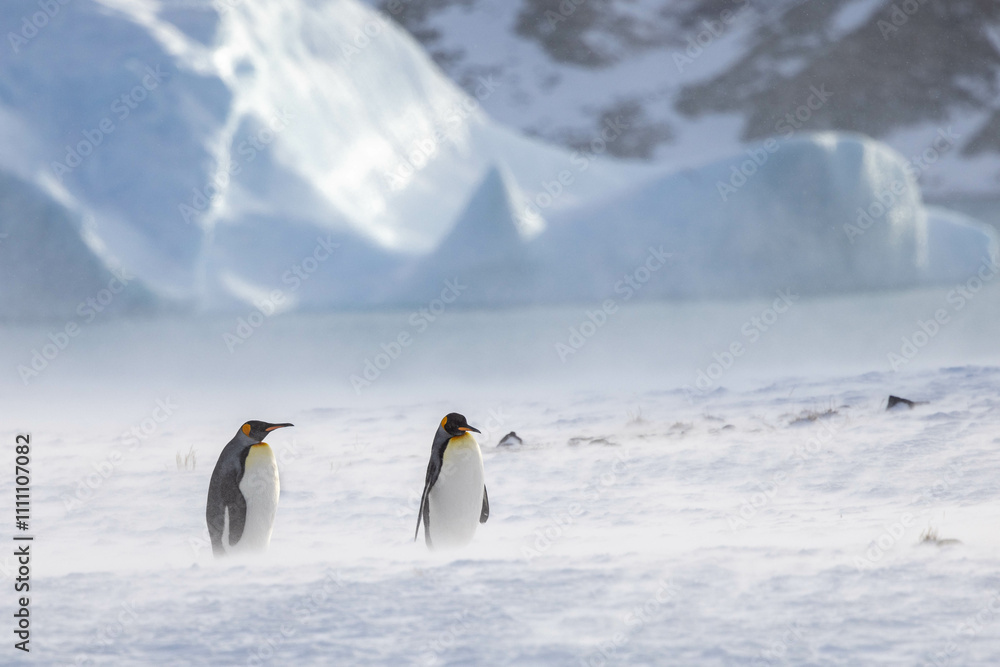 Obraz premium King Penguin in South Georgia Island and Falkland Islands
