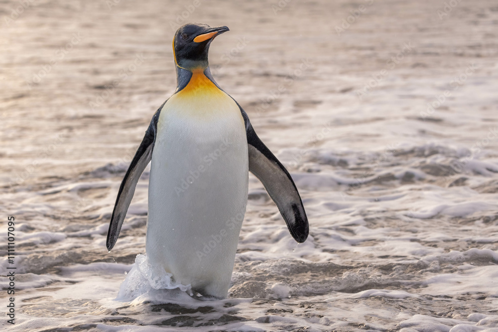 Fototapeta premium King Penguin in South Georgia Island and Falkland Islands
