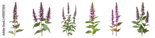 Agastache isolated on transparent background, Set of