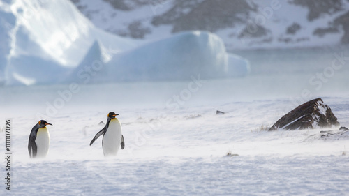 King Penguin in South Georgia Island and Falkland Islands