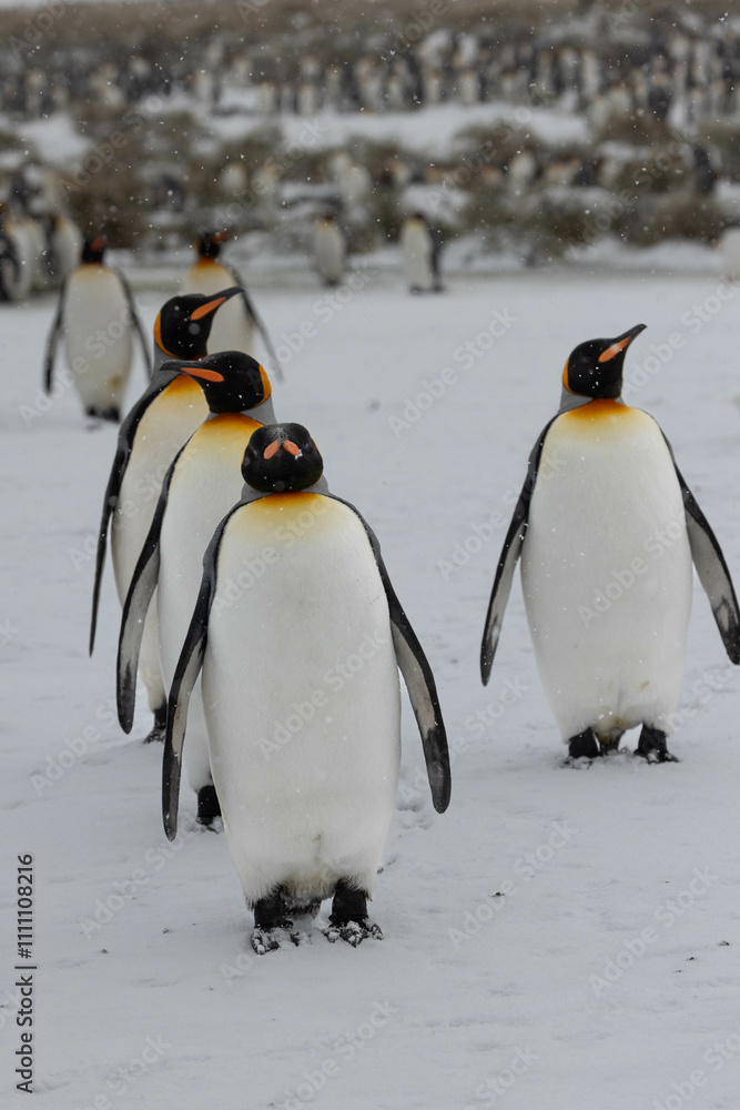 Fototapeta premium King Penguin in South Georgia Island and Falkland Islands