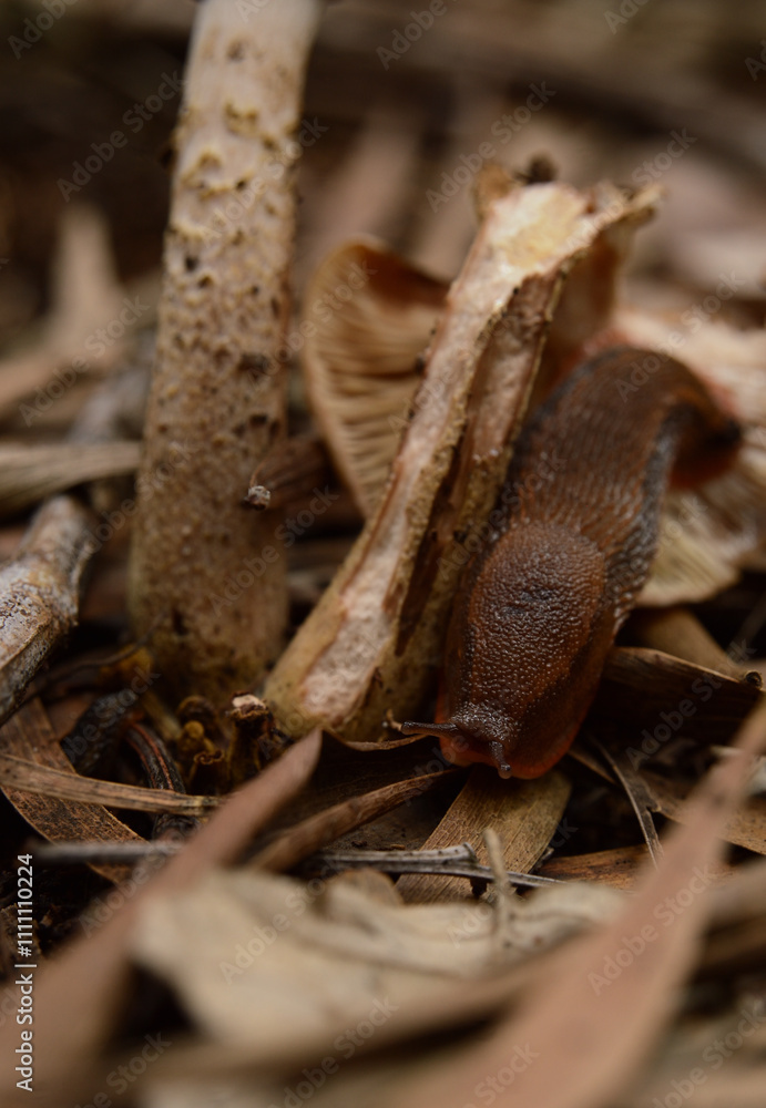 Φωτογραφία Slug in natural habitat with dry leaves, mushrooms and moisture, macro photograp
