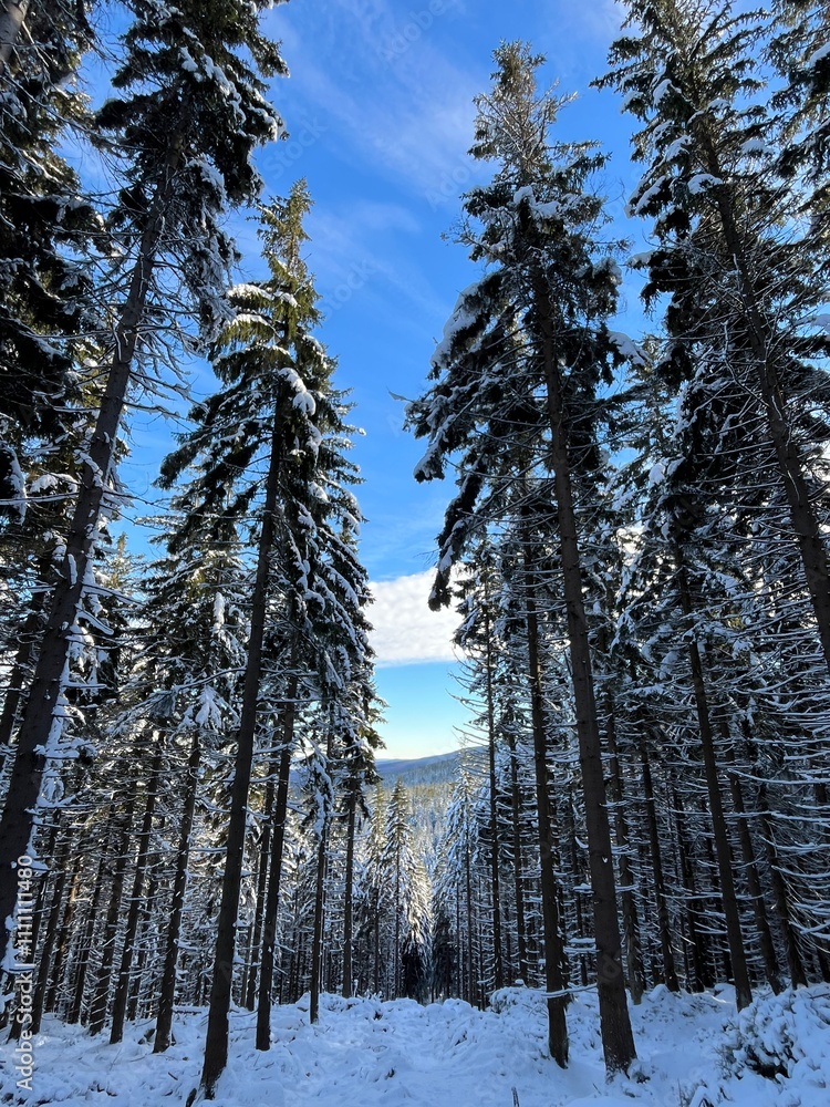 Fototapeta premium Winter