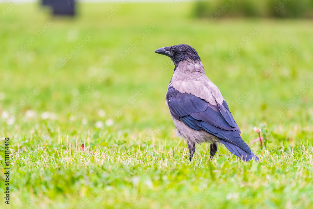 Hooded crow, corvus cornix, standing on the lawn in the spring or summer Hooded crow, corvus cornix, standing on the lawn in the spring or summer