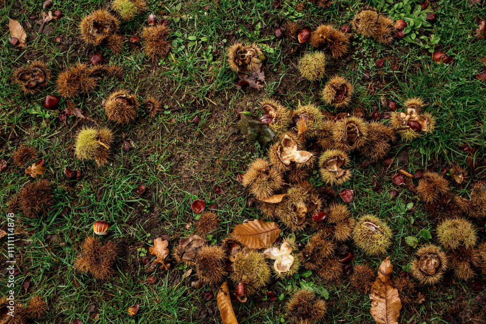 Fotografie autumn leaves chestnuts background top view