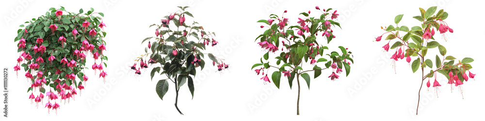 Cape Fuchsia isolated on transparent background, Set of Cape Fuchsia isolated on transparent background, Set of