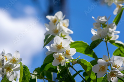 Philadelphus coronarius sweet mock-orange white flowers in bloom on shrub branches, flowering English dogwood ornamental plant photo