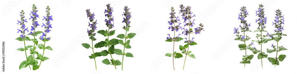 Fototapeta premium Catmint isolated on transparent background, Set of