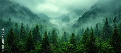 Misty Mountain Forest