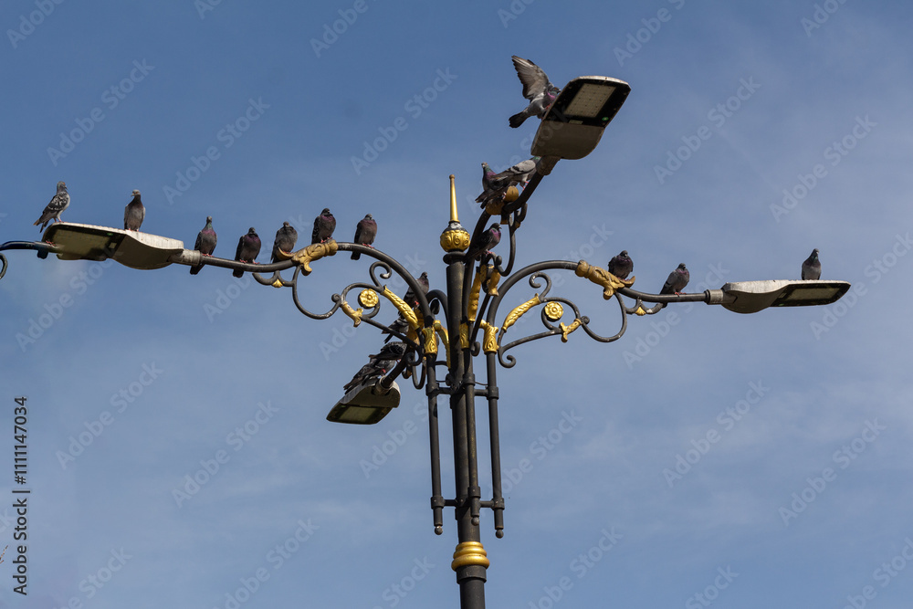 Birds on the street lamp, on the tree branch, in the sky, by the pool Birds on the street lamp, on the tree branch, in the sky, by the pool