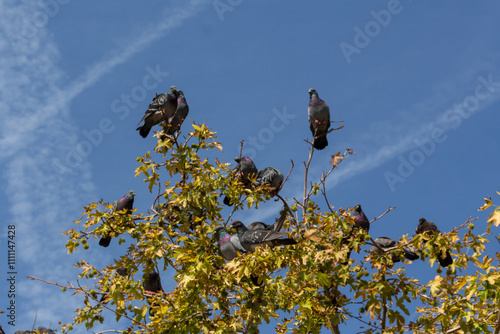 Birds on the street lamp, on the tree branch, in the sky, by the pool