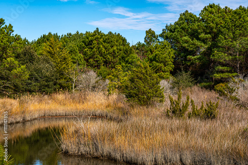 Pond in the forest