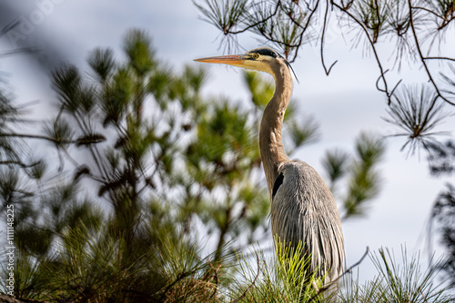 Great Blue Heron in the Forest