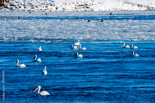 White Pelicans converge on Mississippi River, Clarksville, Missouri outside of St. Louis on icey river photo