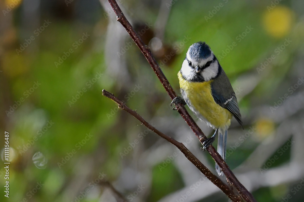Fototapeta premium Una cinciarella (Cyanistes caeruleus) appollaiata su un ramo di un albero guarda dritta davanti a sé, pronta a spiccare il volo.