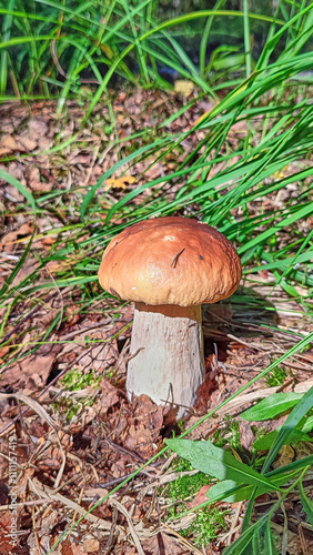 natural mushroom boletus edulis forest clearing close-up natural food photo