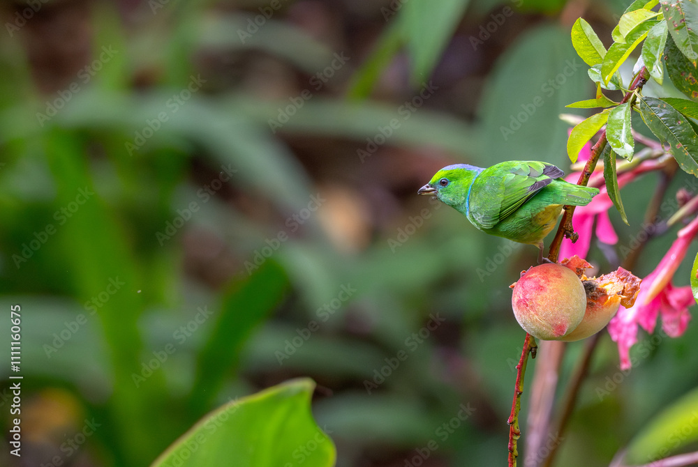 Closeup of a blue-crowned chlorophonia perched in a each tree. Closeup of a blue-crowned chlorophonia perched in a each tree.