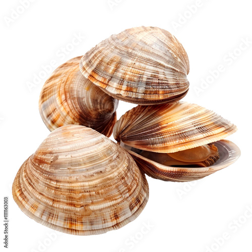 Clams, isolated on transparent background. PNG element.