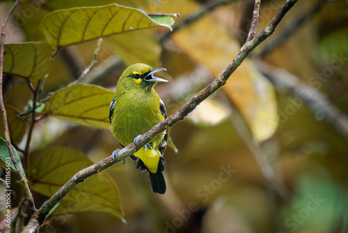 Green Iora - Aegithina viridissima yellow bird in Aegithinidae found in the Thai-Malay Peninsula, Sumatra and Borneo, lowland forests, secondary forest and mangrove forest photo