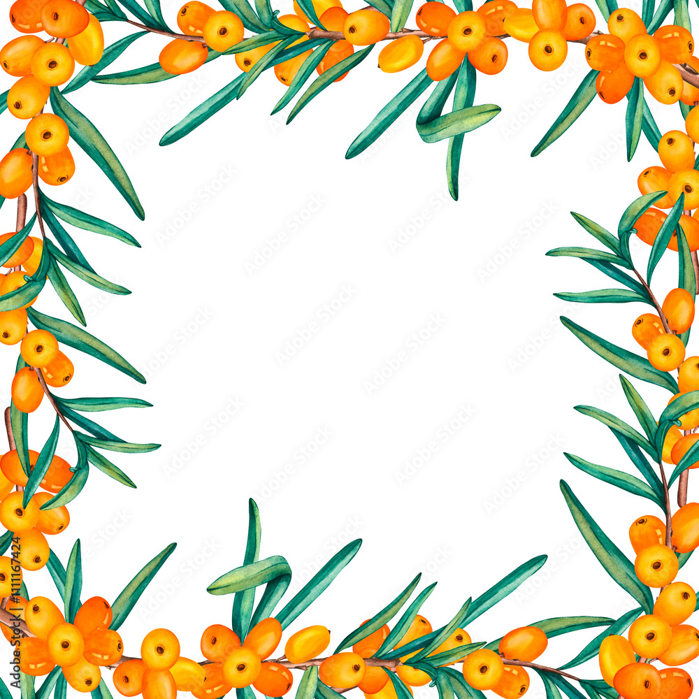 Naklejka premium Watercolor square frame of sea buckthorn berries. Illustrations of ripe orange berries with leaves isolated on a white. Clip Art Buckthorn berries for packaging cosmetics, foods, medicine and tea