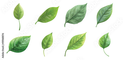 Pack green leaf set against transparent background for eco-friendly and nature-themed projects photo