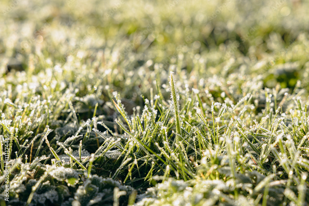 green grass in frozen dew on an early winter sunny morning green grass in frozen dew on an early winter sunny morning
